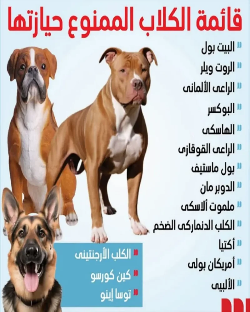 كلب مرخص ومكمم وفق قانون تنظيم حيازة الحيوانات الخطرة